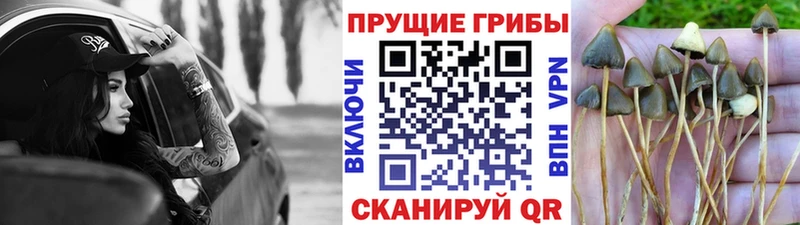 как найти закладки  Людиново  Псилоцибиновые грибы Magic Shrooms 